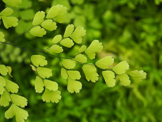 Light green fern leaves close-up In the concept of beauty and freshness from nature