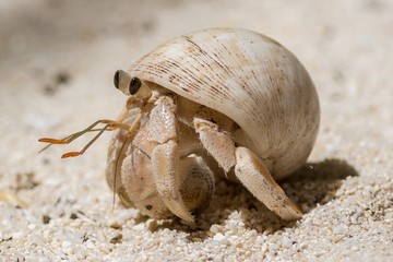 Hermit crab on the beach