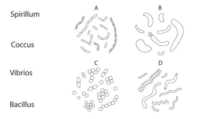 Set of different types of bacterias on white background. The task to study in microbiology. Vector illustration