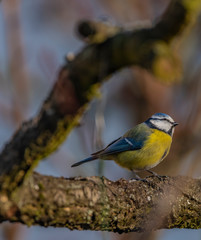 Yellow chickadee bird on apricot tree in winter cold sunny day