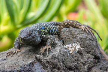 Lizard on rock