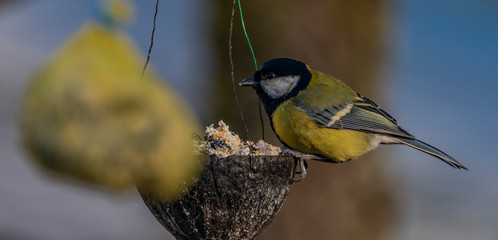 Yellow chickadee bird on apricot tree in winter cold sunny day