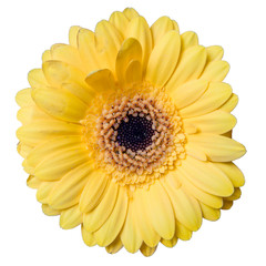 beautiful yellow gerbera daisy flower isolated on white background closeup