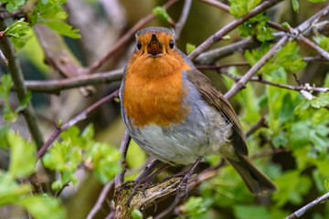 Singing robin on branch