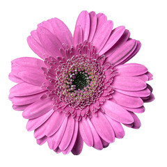 beautiful purple gerbera daisy flower isolated on white background closeup