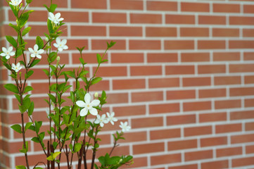 Closeup little white blossom flowers with blurred red bricklayers wall in background