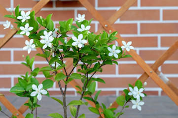 Closeup little white blossom flowers with blurred red bricklayers wall and wooden fence in background