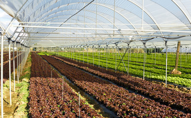 Fresh organic lettuce seedlings in a greenhouse