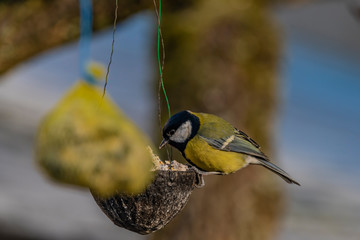 Yellow chickadee bird on apricot tree in winter cold sunny day