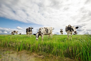 cows on green pasture over blue sky