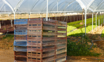 harvest boxes fresh of organic lettuce seedlings in a greenhouse