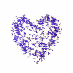 Flowers background. Pattern petals from blue flowers cornflowers in the shape of a heart on white background. top view. 