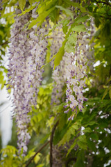 Close up of blooming wisteria flowers in spring