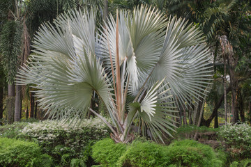 Bismarckia nobilis Silver palm in the garden.