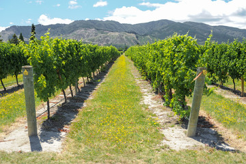 Fototapeta na wymiar rows of grapevine in New Zealand vineyard