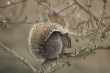 Serene Squirrel on a Winter Afternoon