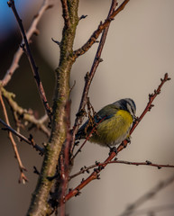 Young small yellow chickadee bird on apricot tree in winter cold sunny day
