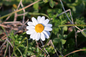 daisy in green grass