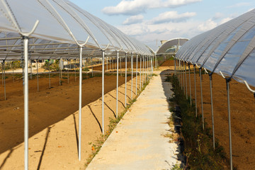 Fototapeta premium Large industrial greenhouses on a spring day