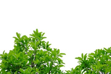 Tropical leaves with branches on white isolated background for green foliage backdrop 