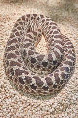 heterodon nasicus snake