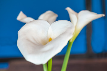 White calla lilies or arums close up on blue background