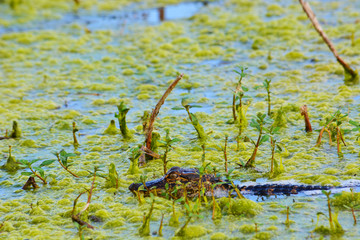 Alligator swimming in water