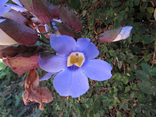 Flor azul