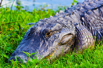 Close up of a large alligator in grass