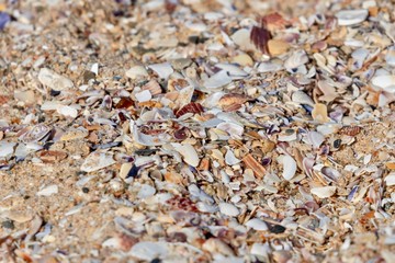 Sea shells on a beach close up macro background 
