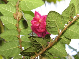 Flor rosa peq