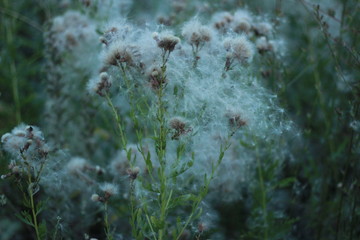  dandelions in the field