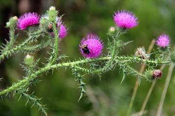  bumblebee on burdock
