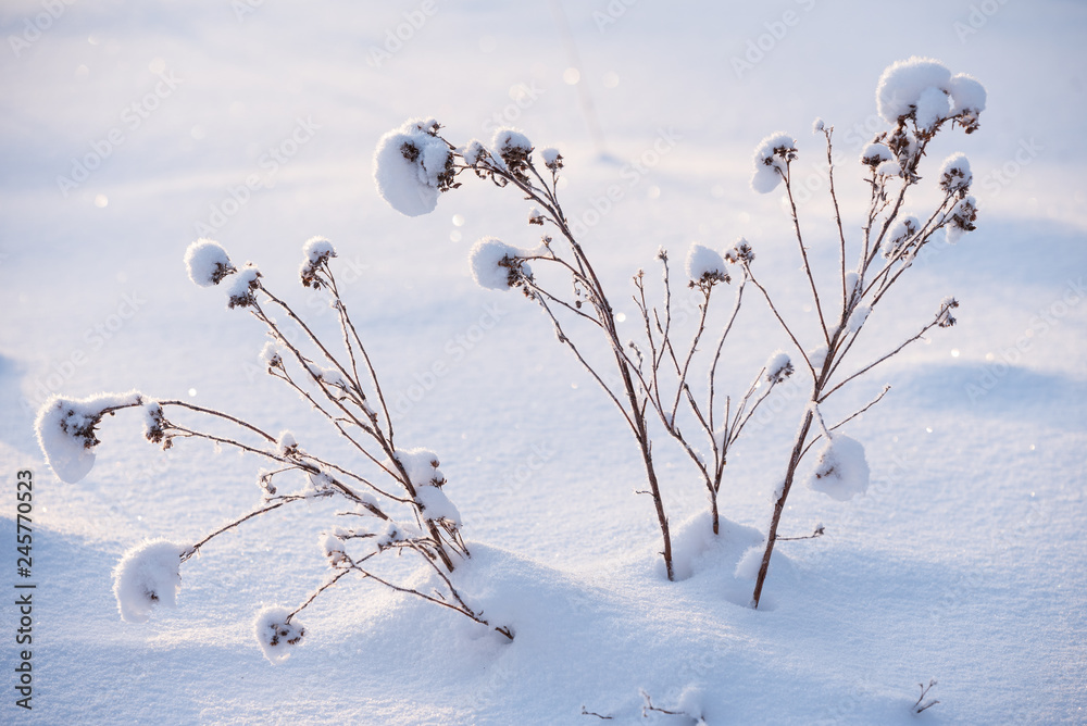 Wall mural Snow covered dried plants