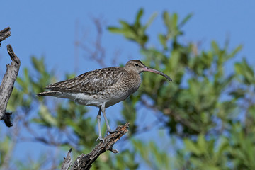 Whimbrel (Numenius phaeopus)