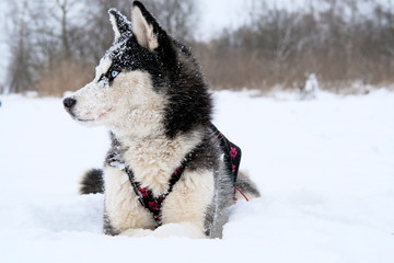 breed husky sled dogs