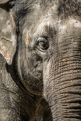 Ein junger Asiatischer Elefant