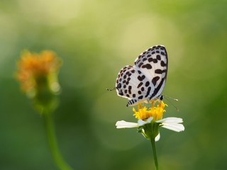 Common Pierrot Scientific name Castalius rosimon is a white butterfly with black stripes. On white flowers with yellow stamens or daisies blurring the natural green tones