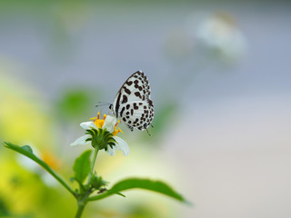 Fototapeta na wymiar Common Pierrot Scientific name Castalius rosimon is a white butterfly with black stripes. On white flowers with yellow stamens or daisies blurring the natural green tones