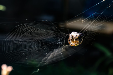 spider, web, insect, nature, arachnid, macro, garden, animal, cobweb, net, wildlife, trap, closeup, spider web, spiderweb, bug, garden spider, arachnophobia, cross, predator, spiders, natural