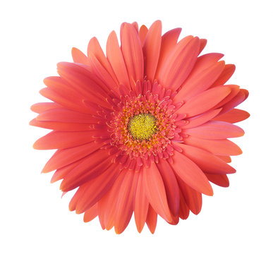 Gerbera flower of coral color isolated on white background.
