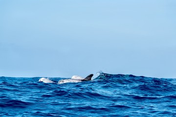 Risso’s dolphin in the Azores 