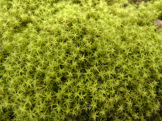 Muschio selvatico stellato