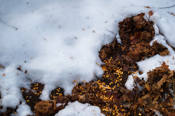 corn grains thrown on the dry leaves of the forest with snow