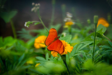 Orange butterfly in a green flower garden