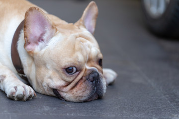 Cute French bulldog pets