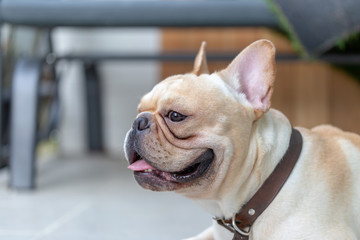 Cute French bulldog pets