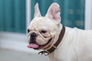 Cute French bulldog pets