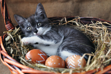 Cute grey little kitten in a wicker basket and Easter eggs of natural red color with graphic...