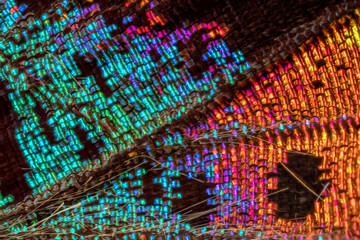 papillon Chrisiridia Rhipheus en macro © jgd.cannes